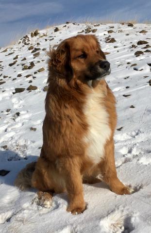 leonberger and bernese mountain dog