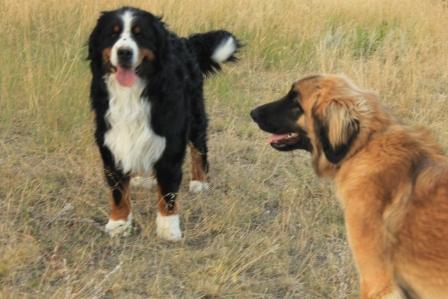 leonberger and bernese mountain dog