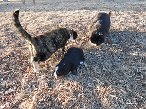 bernese_mountain_dog_giant_joliet_007_sm.jpg